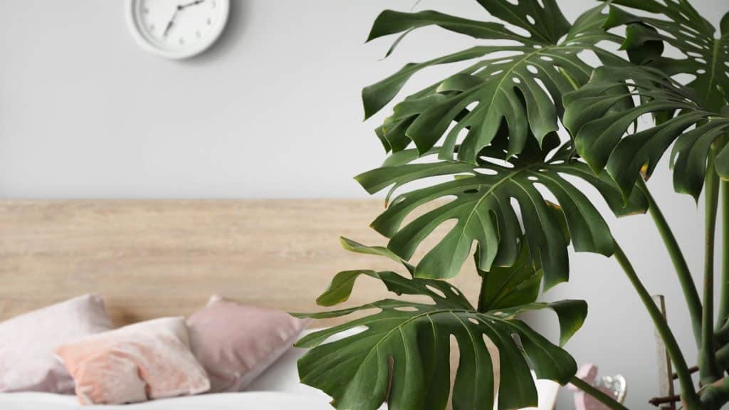 Tropical Hues